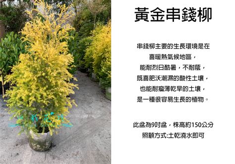 串錢柳風水|掌握植物能量，解鎖財富密碼：周易風水與陰陽五行的致富秘訣